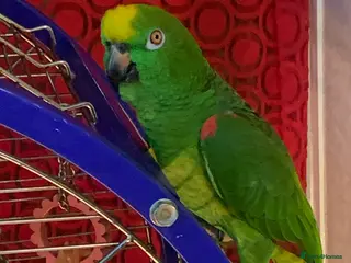 Parrots birds Yellow crowned Amazon - Advert 2