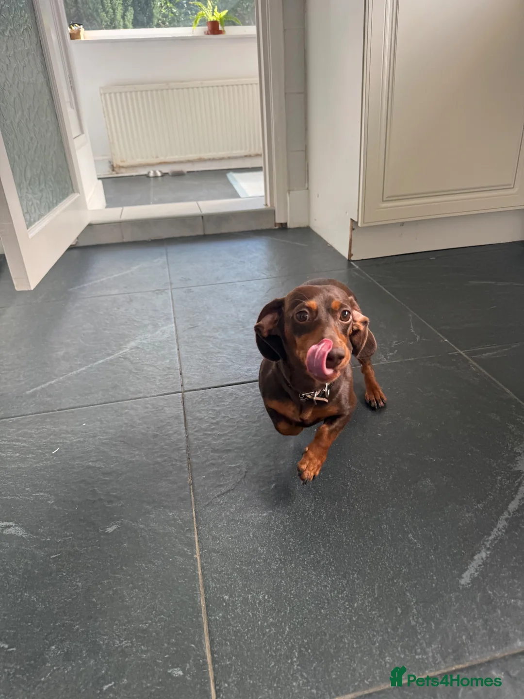Miniature Dachshund dogs for sale: Chocolate and Tan miniature dauchund female - Advert 4