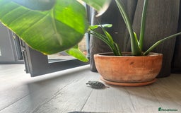 Hermann Tortoise reptiles for sale: Two Dwarf Hermann Tortoises & full set-up - Image 9