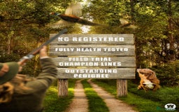 Cocker Spaniel dogs for sale: KC REG Outstanding pedigree Working Cocker Spaniel - Image 19