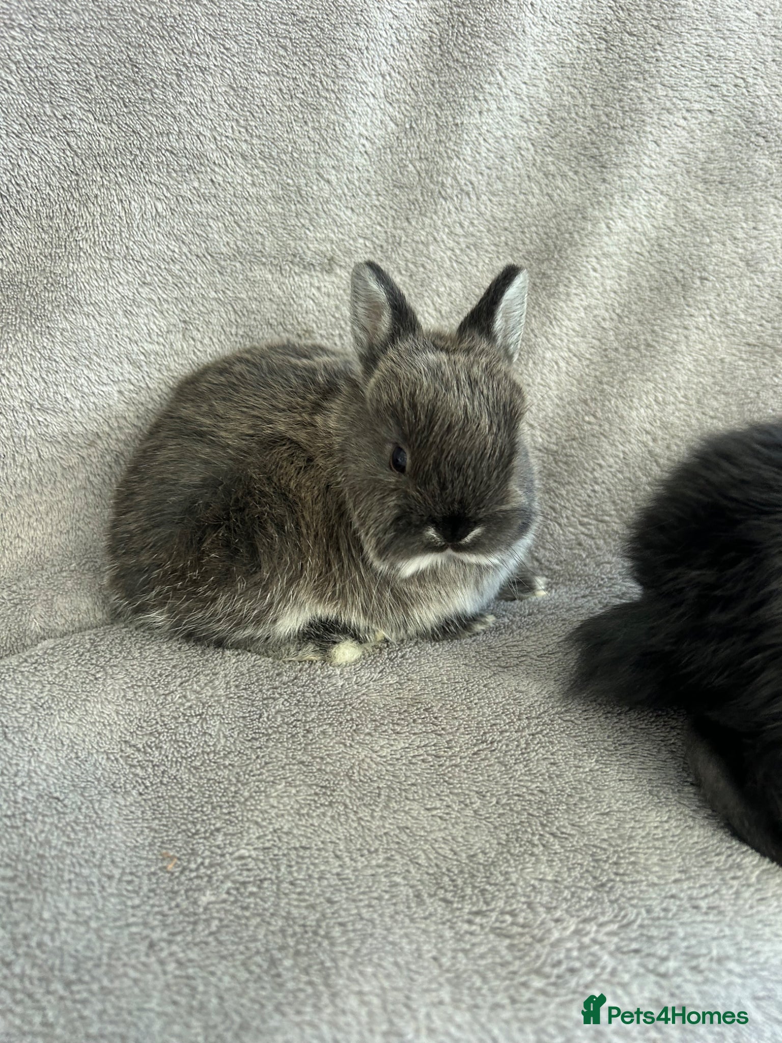 Mixed Breed rabbits Purebred Netherland dwarf and lops  - Advert 4