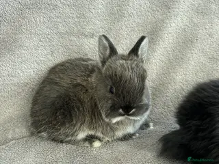 Mixed Breed rabbits Purebred Netherland dwarf and lops - Advert 1