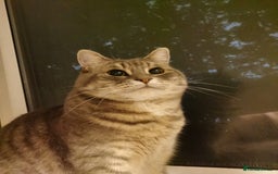 British Shorthair cats for sale: 4-Year-Old Female Cat, Neutered & Microchipped - Image 1