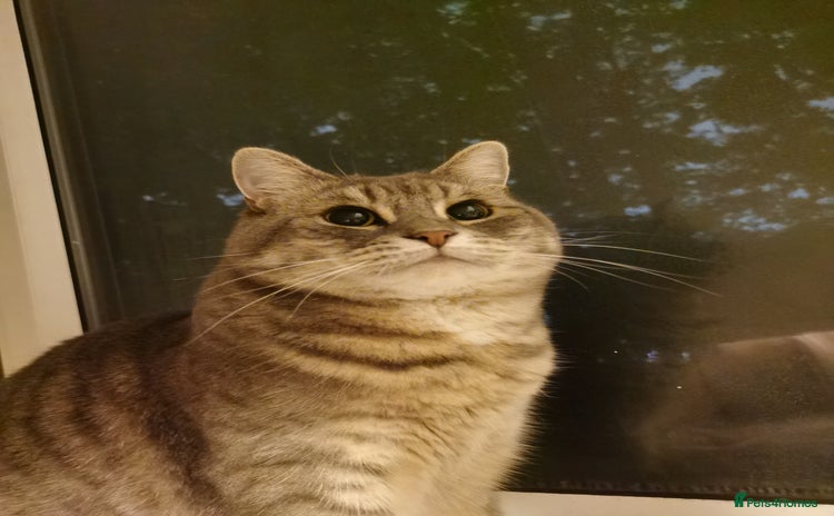 British Shorthair cats - Advert 9