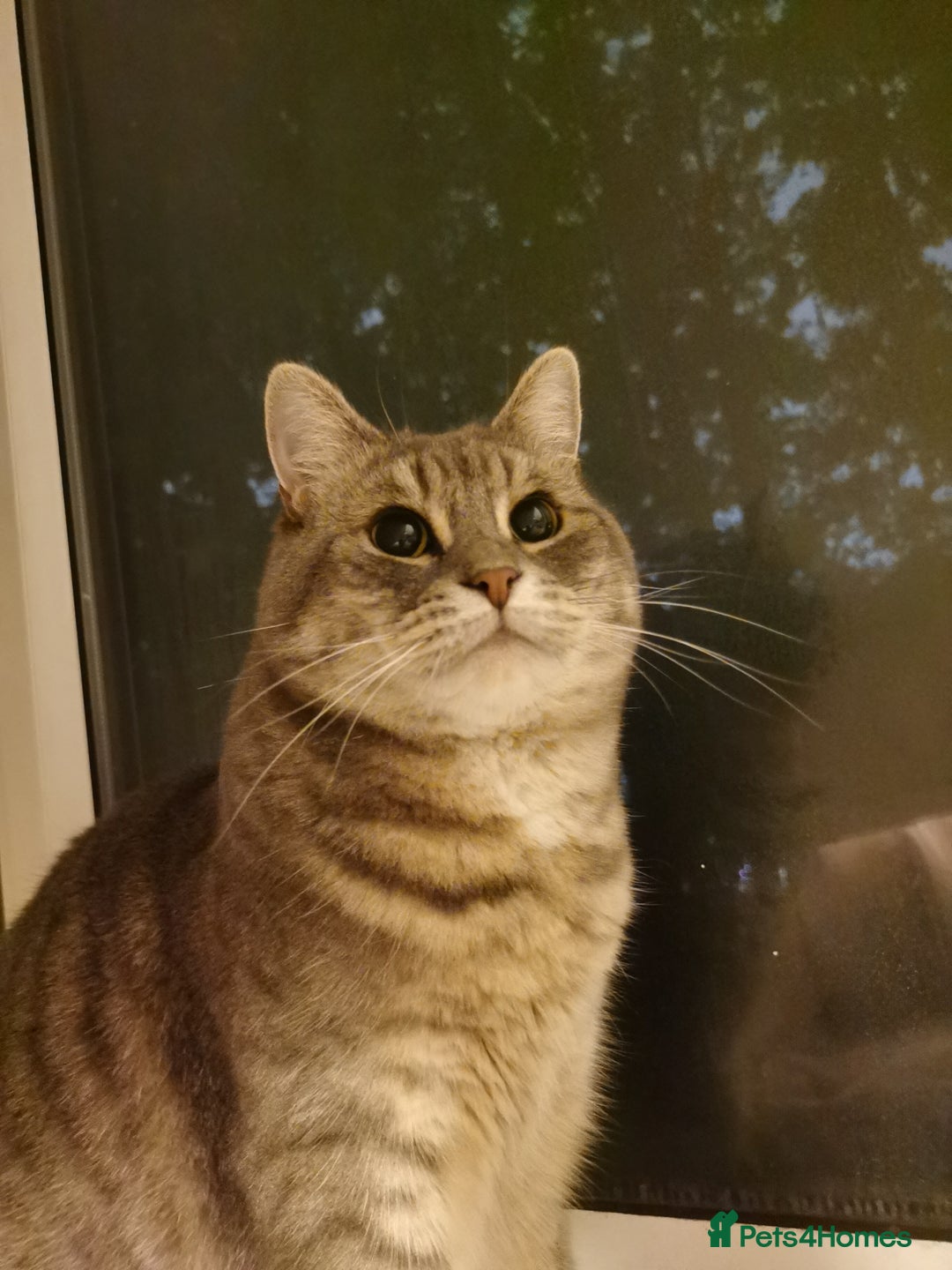 British Shorthair cats for sale: 4-Year-Old Female Cat, Neutered & Microchipped - Image 1