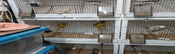Canaries birds for sale: Yorkshire canaries for sale in Widnes - Advert 4