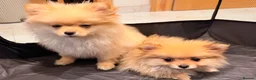 Pomeranian dogs for sale: 2 fluffy Pomeranians for sale  - Advert 19