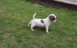 Jack Russell dogs for sale: Beautiful Jack Russell Puppies - Image 15