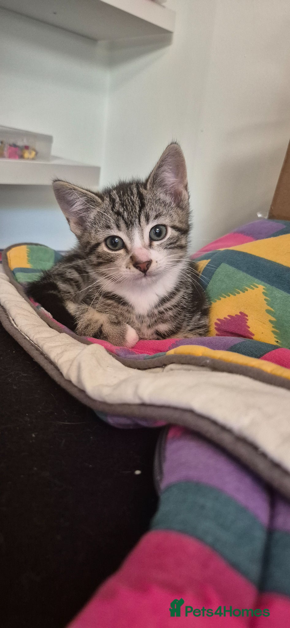 Mixed Breed cats 2 male Bengal cross kittens ready to go - Advert 20