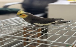 Parrots birds for sale: Semi Tame Lovely Cockatiel - Image 10