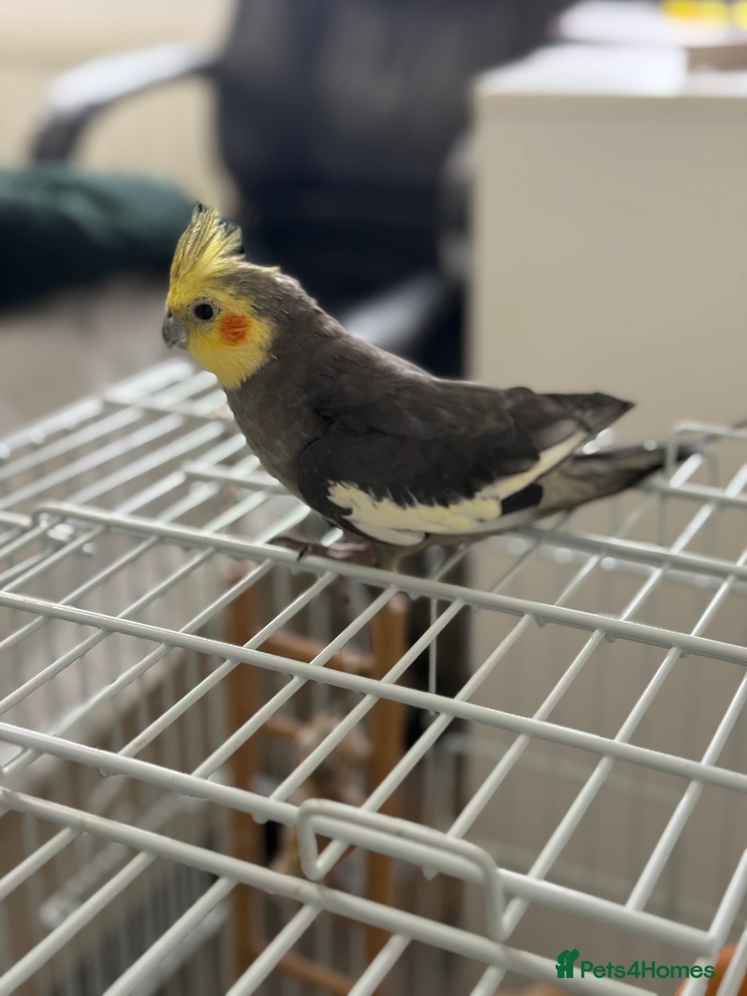 Parrots birds for sale: Semi Tame Lovely Cockatiel - Image 10