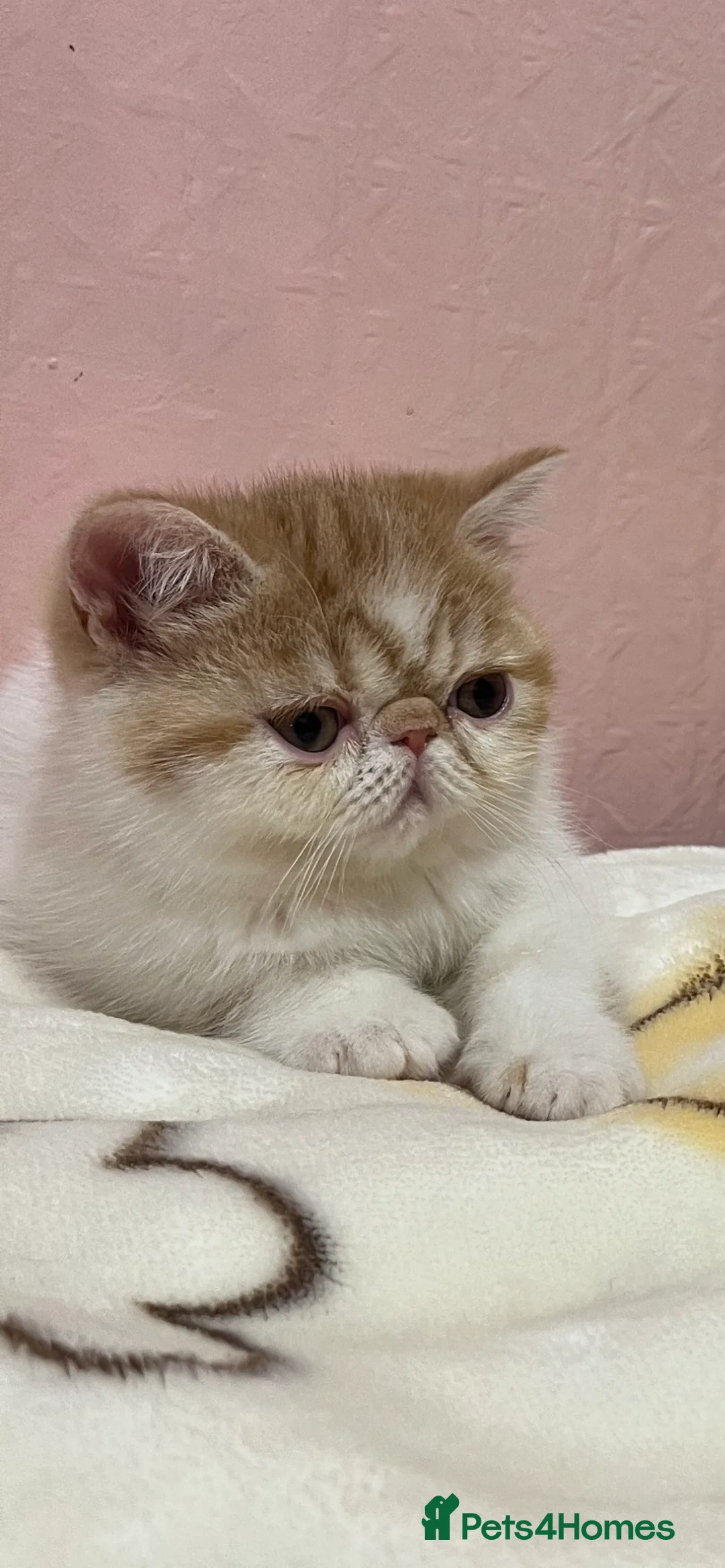 Exotic cats for sale: Exotic kittens  - Advert 33