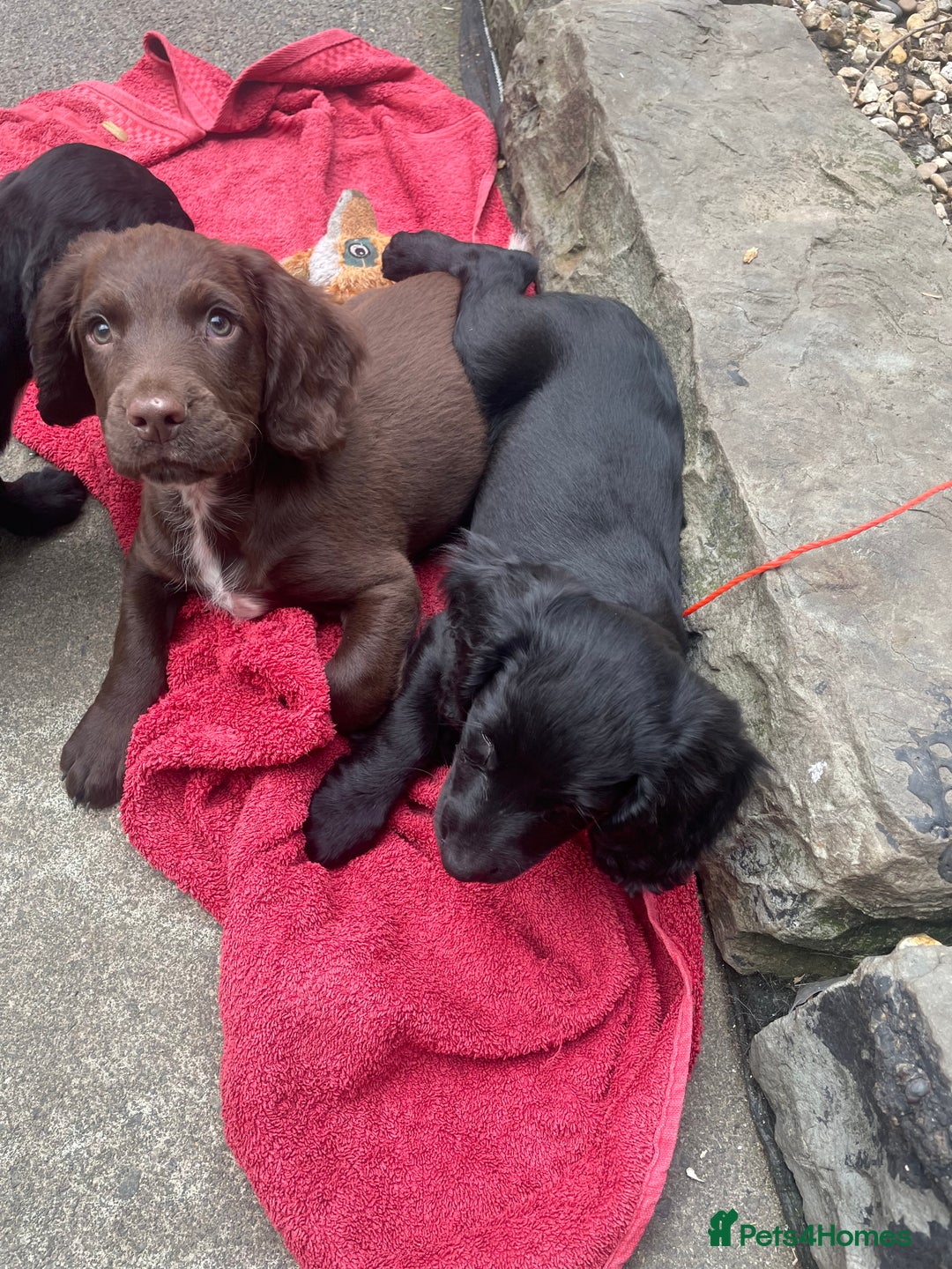 Sprocker dogs for sale: 9 week old gorgeous sprocker pups  - Image 2