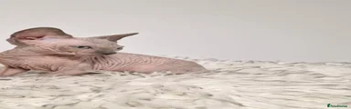 Sphynx 1