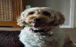 Cockapoo dogs for sale: Female cockapoo cream/beige - Image 15