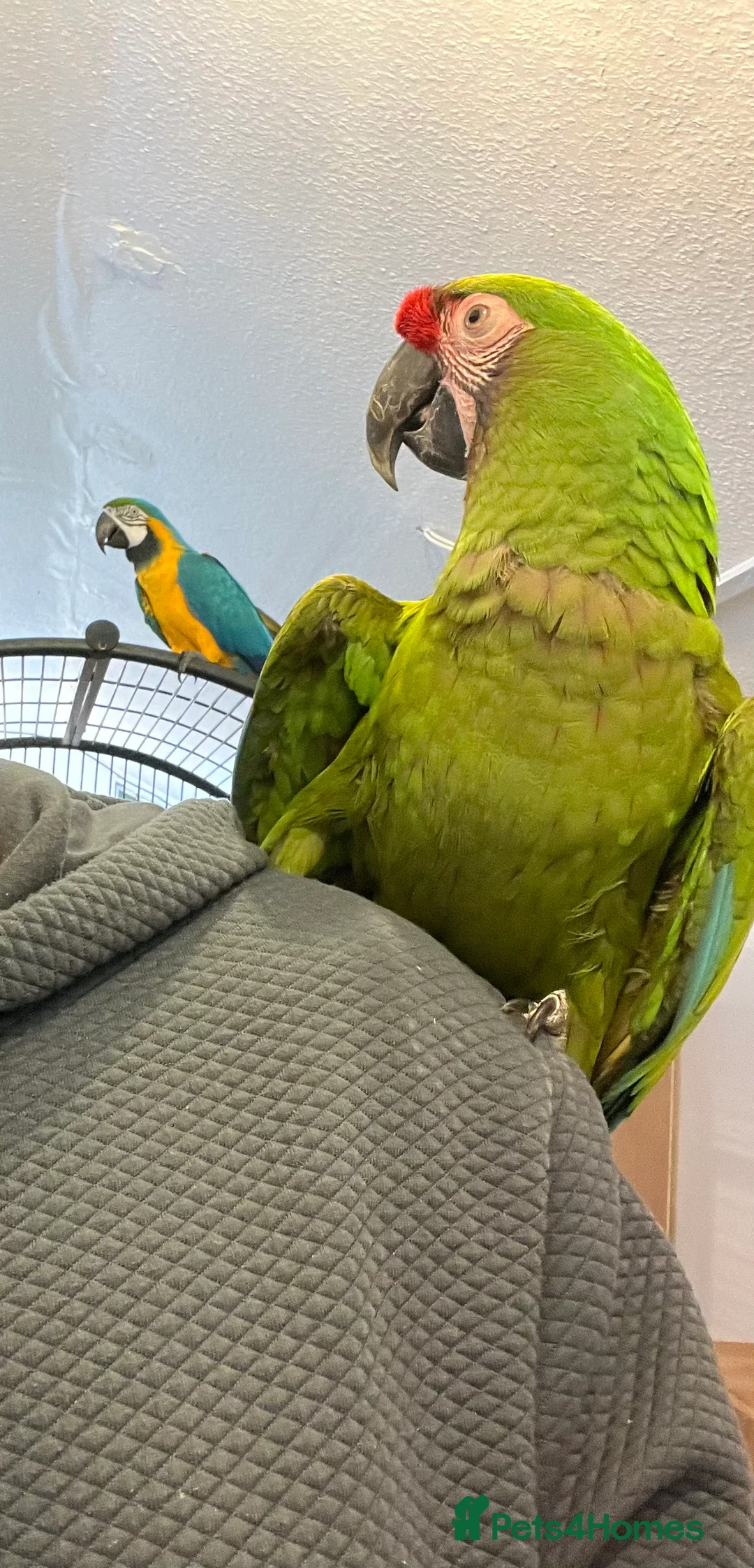 Macaws birds for sale: Bonded Breeding Pair Military, Blue & Gold Macaw - Advert 7
