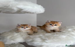 British Shorthair cats for sale: Golden Blue British Shorthair kittens  - Image 18