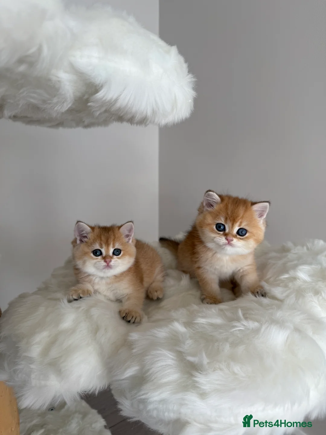 British Shorthair cats for sale: Golden Blue British Shorthair kittens  - Advert 18