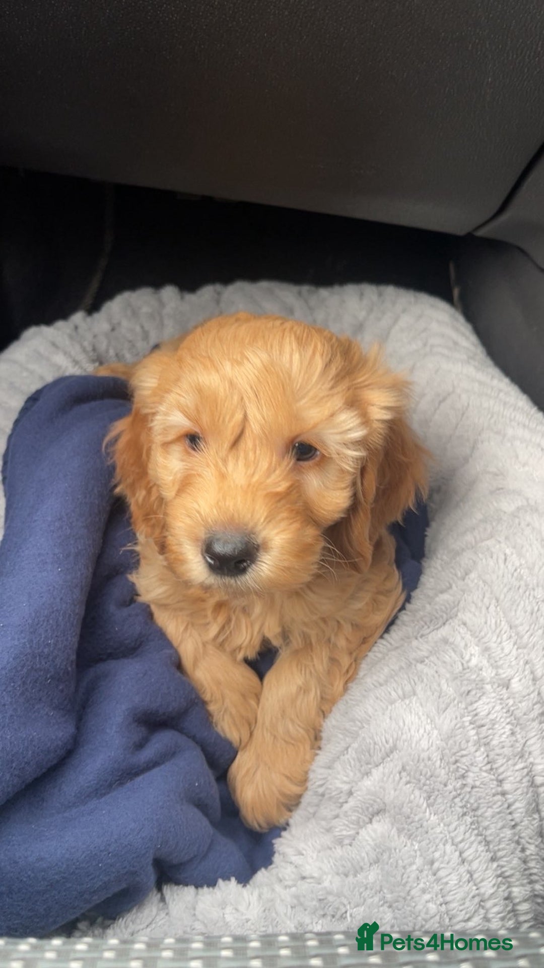 Cockapoo dogs for sale: Toby  - Advert 1