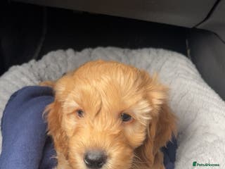 Cockapoo dogs Toby - Advert 2