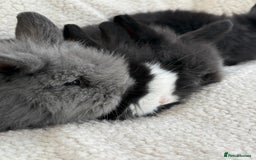 Angora rabbits for sale: Teddy bear bunnies  - Advert 7