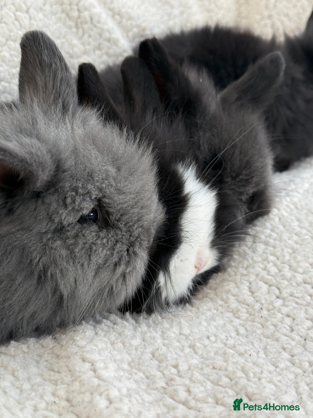 Angora rabbits for sale: Teddy bear bunnies  - Advert 7