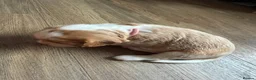 Beaglier dogs for sale: 🐾 Millie’s Beautiful Second & Final Litter 🐾 - Advert 13