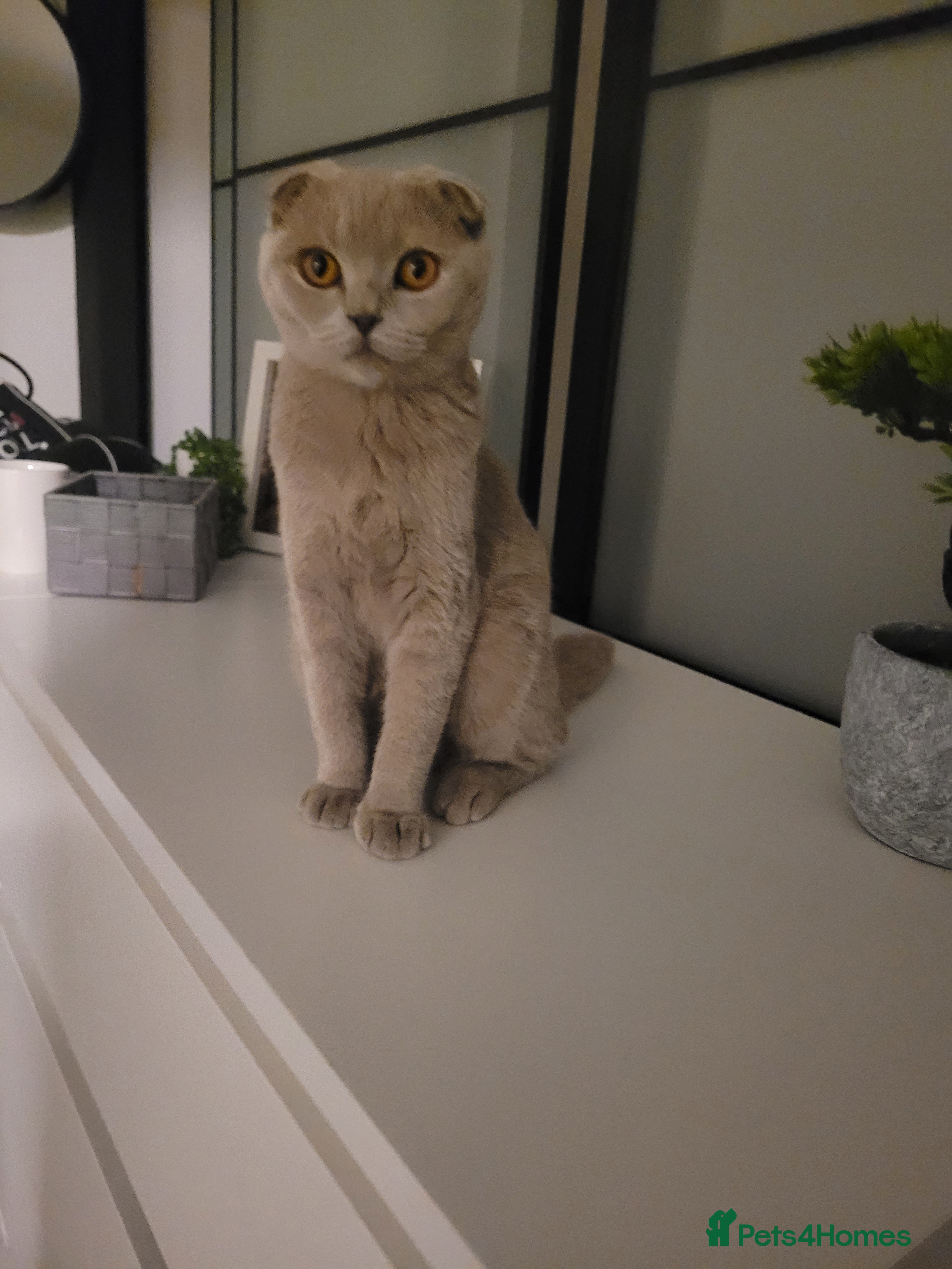 Scottish Fold cats Black Scottish Fold cross - Advert 8