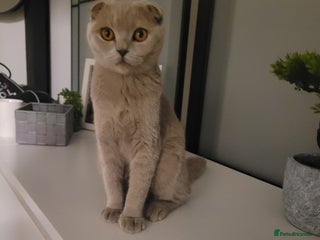 Scottish Fold cats Black Scottish Fold cross - Advert 11