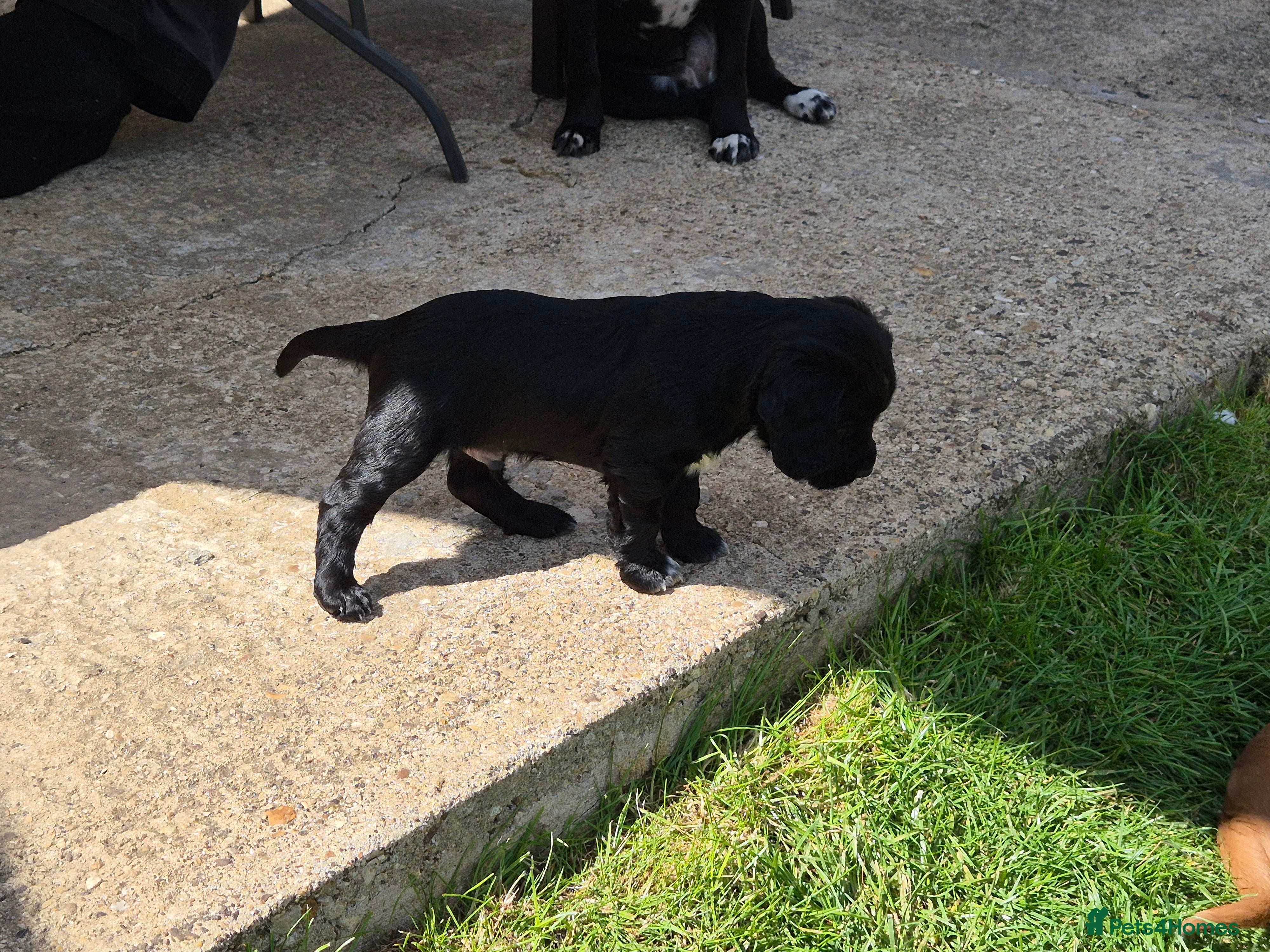Cocker Spaniel dogs for sale: 1 beautiful black & white boy left kc registered  - Advert 28