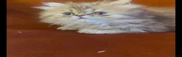 Persian cats for sale: Gorgeous Pure Persian Kittens  in London - Advert 6