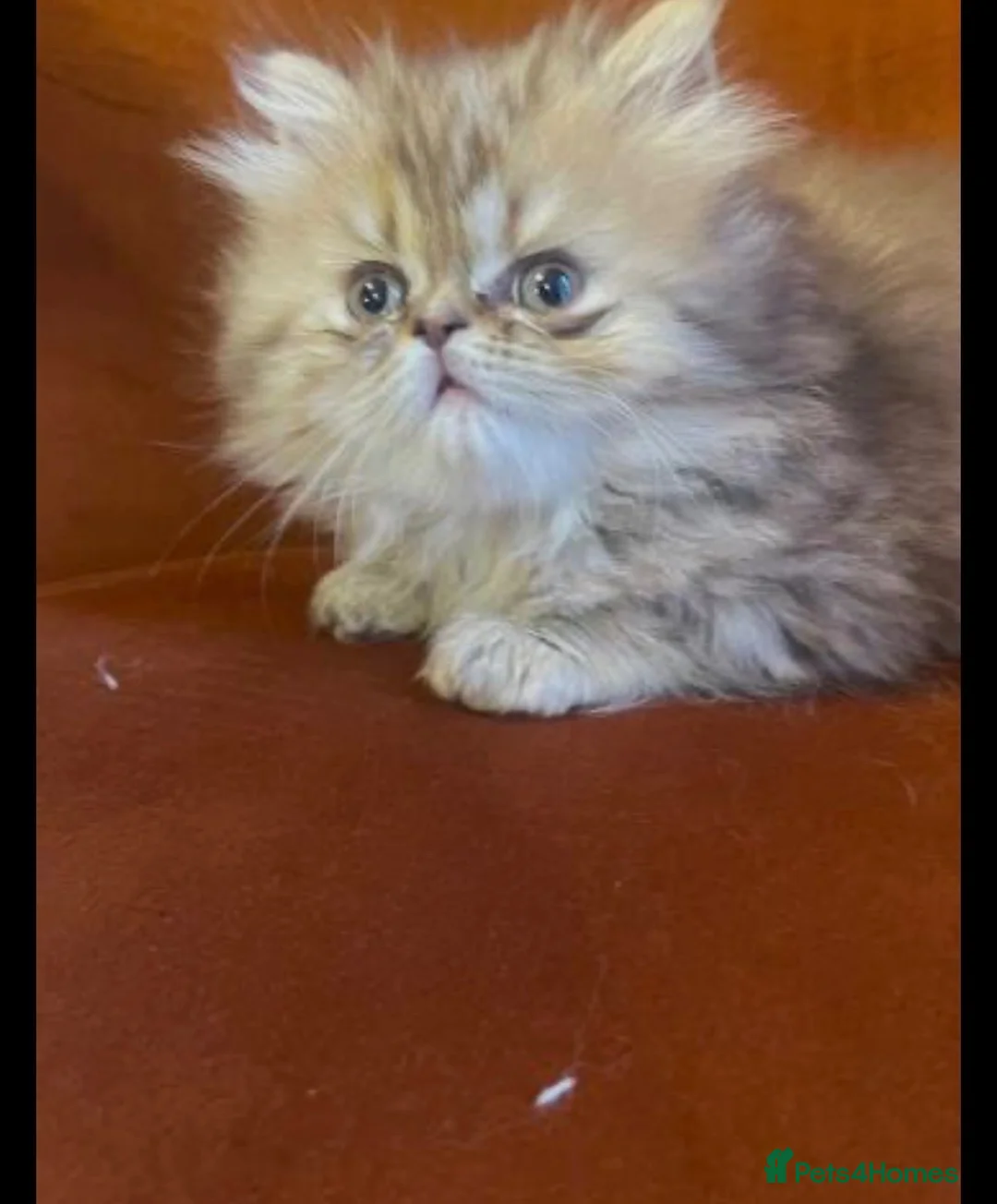 Persian cats for sale: Gorgeous Pure Persian Kittens  in London - Advert 6
