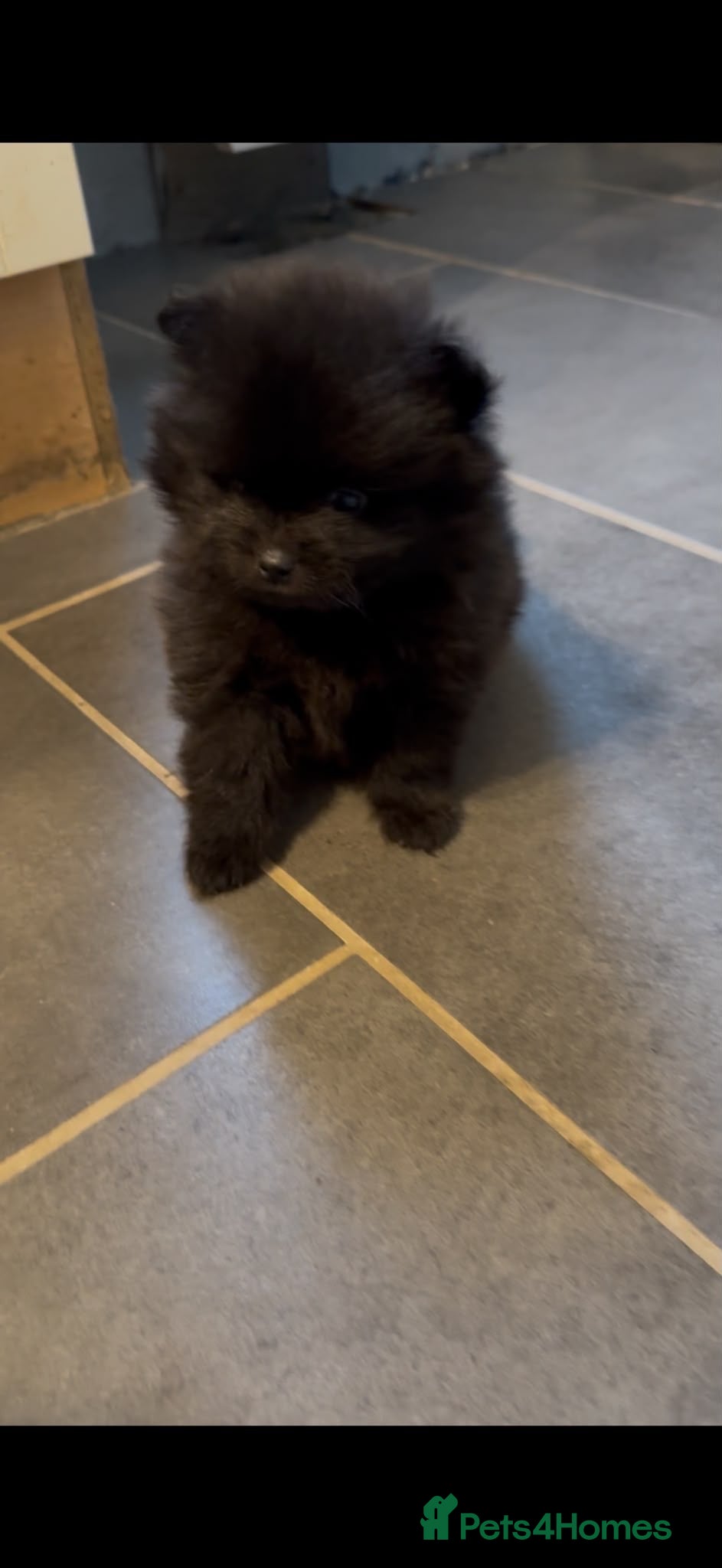 Pomeranian dogs Pomeranian  **  female puppie - Advert 21