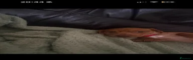 Miniature Dachshund 1