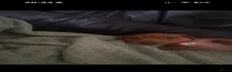 Miniature Dachshund dogs for sale: Beautiful Minature Dachsund's for sale - Advert 27