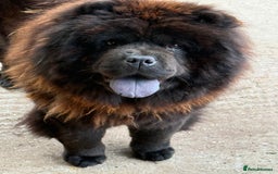 Chow Chow dogs for sale: Chocolate Chow Chow Female - Image 2
