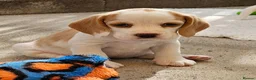 Beagle dogs for sale: Stunning KC Registered Beagle Pups- Ready 24.08.26 in Thirsk - Advert 3