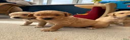 Golden Retriever dogs for sale: Kennel Club Golden Retriever Puppies Health Tested - Advert 11