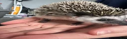 Pygmy Hedgehog rodents for sale: Hedgehog  in Bromley - Advert 4