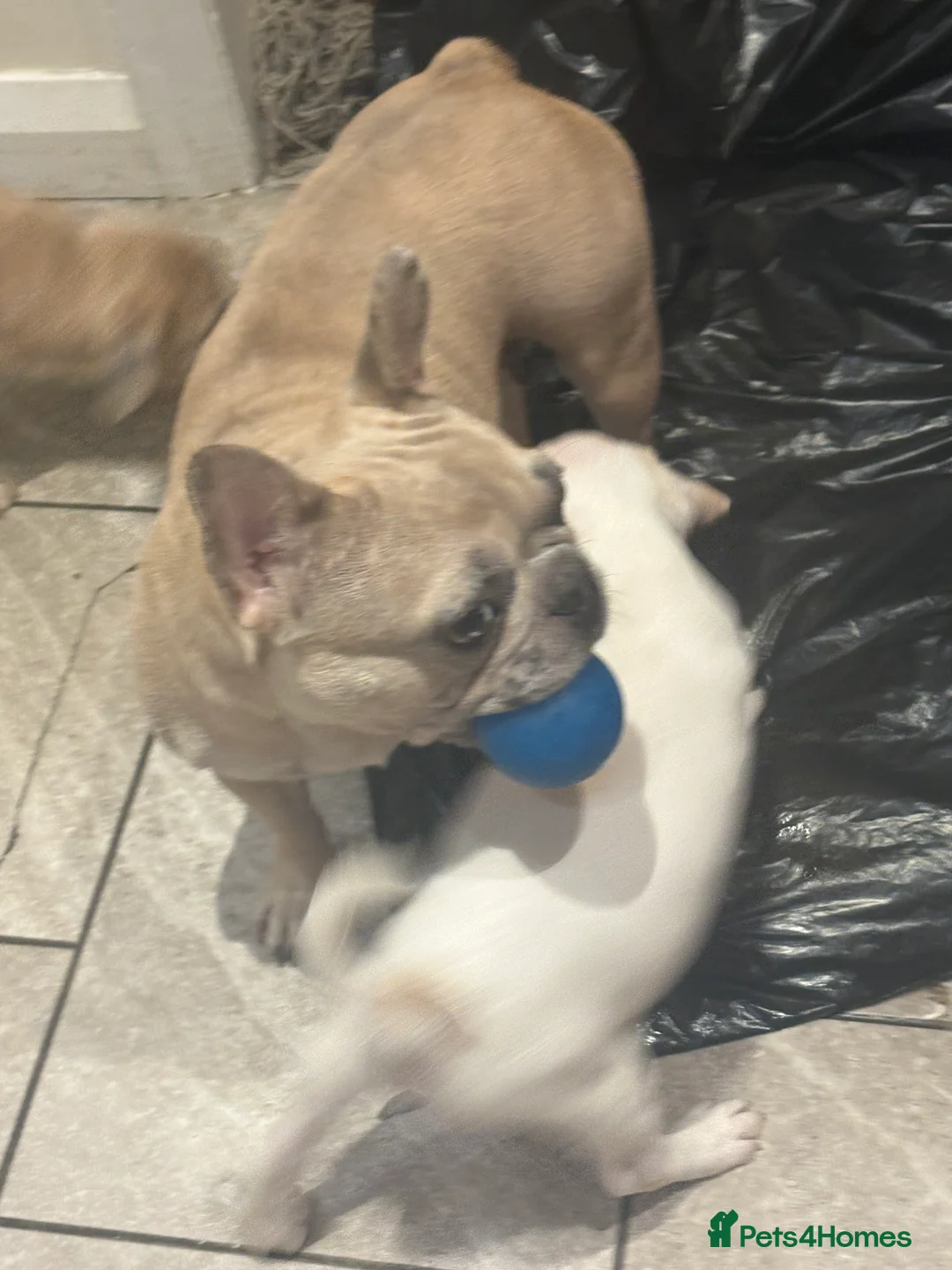 Mixed Breed dogs for sale: Frenchie cross jackapom in Halifax - Advert 2