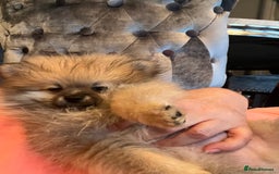 Pomeranian dogs for sale: Pomeranian  puppies  - Image 18