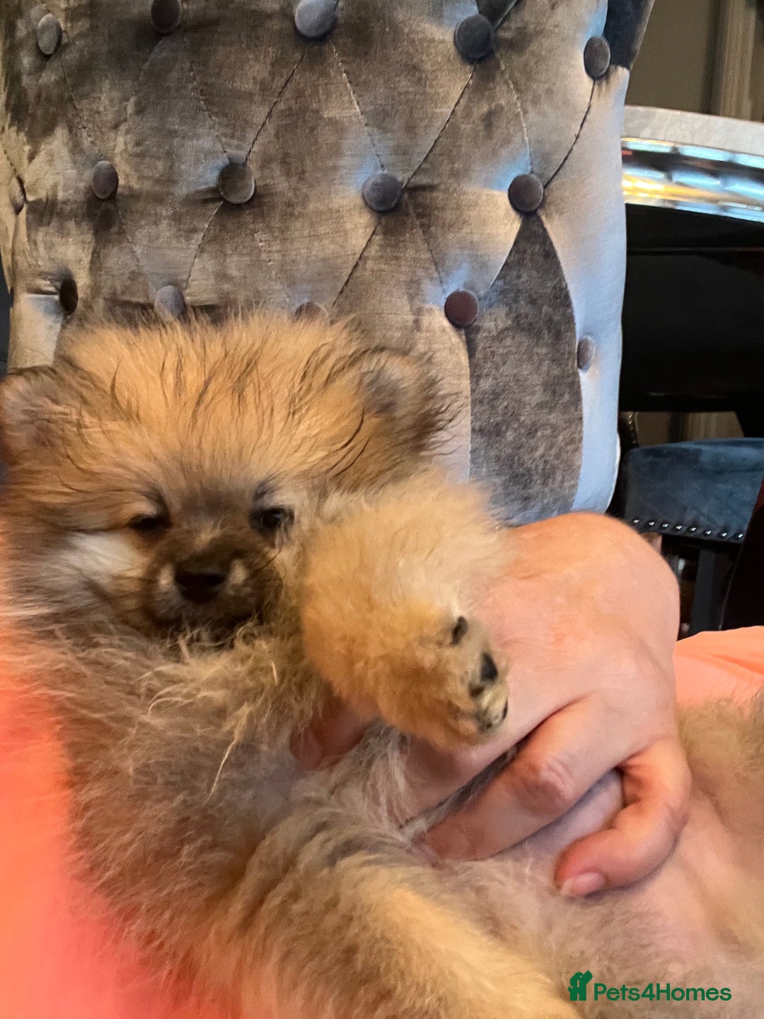 Pomeranian dogs for sale: Pomeranian  puppies  - Image 18