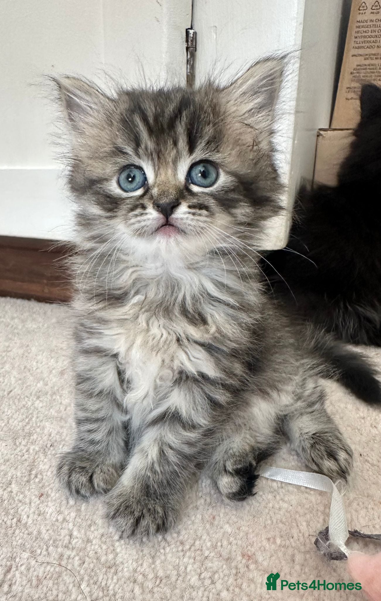 Siberian cats Beautiful Siberian Kittens - Advert 1
