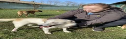 Mixed Breed dogs for adoption: Bizzy for adoption in Leighton Buzzard - Advert 3
