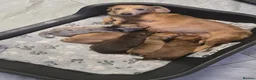 Dachshund dogs for sale: Stunning Standard Dachshund Puppies (Daxi) - Advert 6