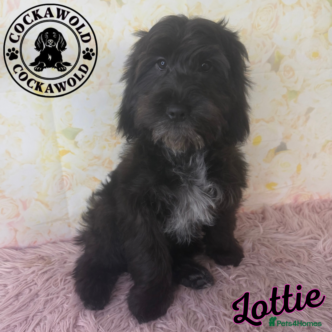 Cockapoo dogs for sale:  Exceptional Quality F1 Black Cockapoo Puppies  - Image 4