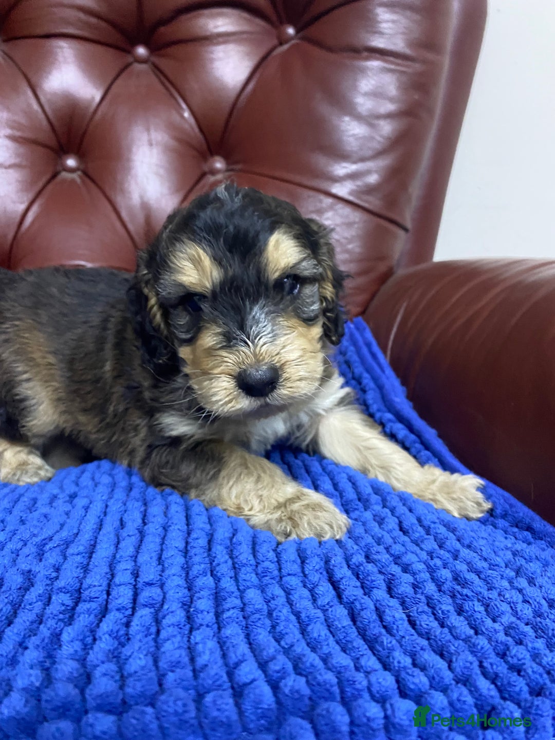 Cockapoo dogs for sale: F1 Gen Cockapoo Puppies - Image 5