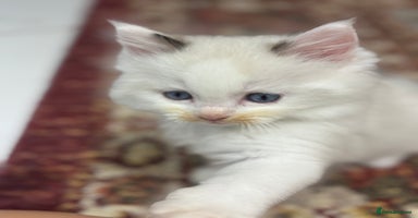 Ragdoll cats - Advert 11
