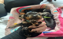 Dachshund dogs for sale: Mini dachshunds - 1 girl available - Image 9