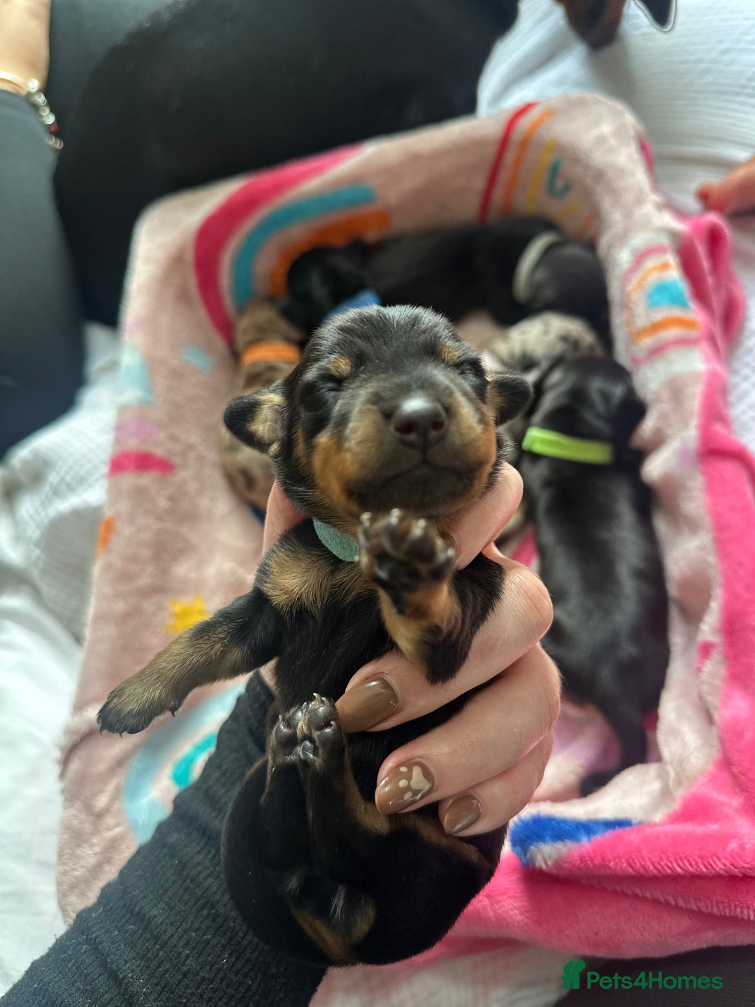 Dachshund dogs for sale: Mini dachshunds - 1 girl available - Image 9